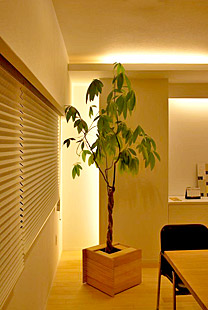 会議室・室内奥の観葉植物